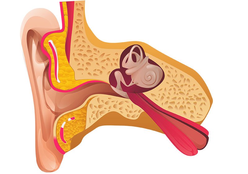 ear inside structure