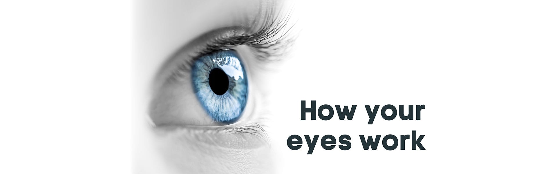 header-hows-your-eyes-work how you eyes work header